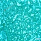 大鼠血管外膜成纖維細(xì)胞說明書