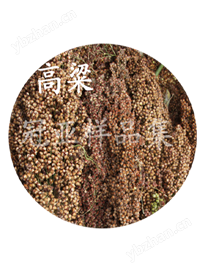 高粱水分檢測儀高粱水分檢測儀
